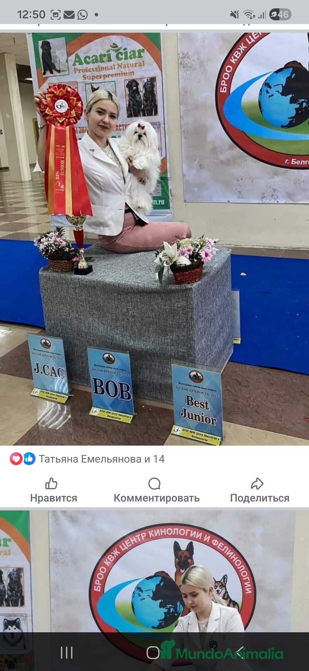 Bichón Maltés perros en venta: Bichon Maltese Coreano Asiático Puro mini - Imagen 6