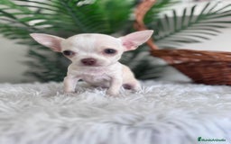 Chihuahua perros en venta: CHIHUAHUA HEMBRA - Imagen 3