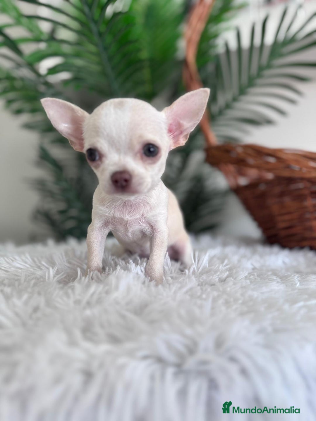 Chihuahua perros en venta: CHIHUAHUA HEMBRA - Imagen 3