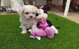 Bichón Maltés perros en venta: PRECIOS BICHON MALTES TOY - Anuncio 1