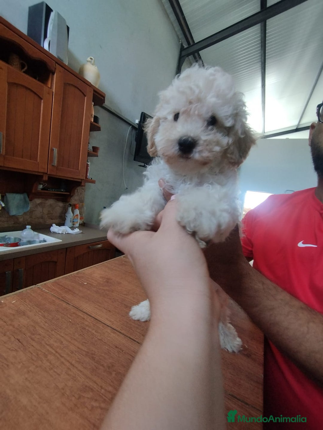 Caniche Enano perros en venta: Caniche mama enana papa toy !!! - Imagen 3