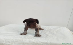 Braco Alemán de Pelo Corto perros en venta: Braco Alemán  - Imagen 1