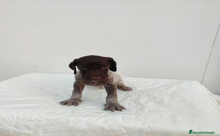 Braco Alemán de Pelo Corto perros - Anuncio 3