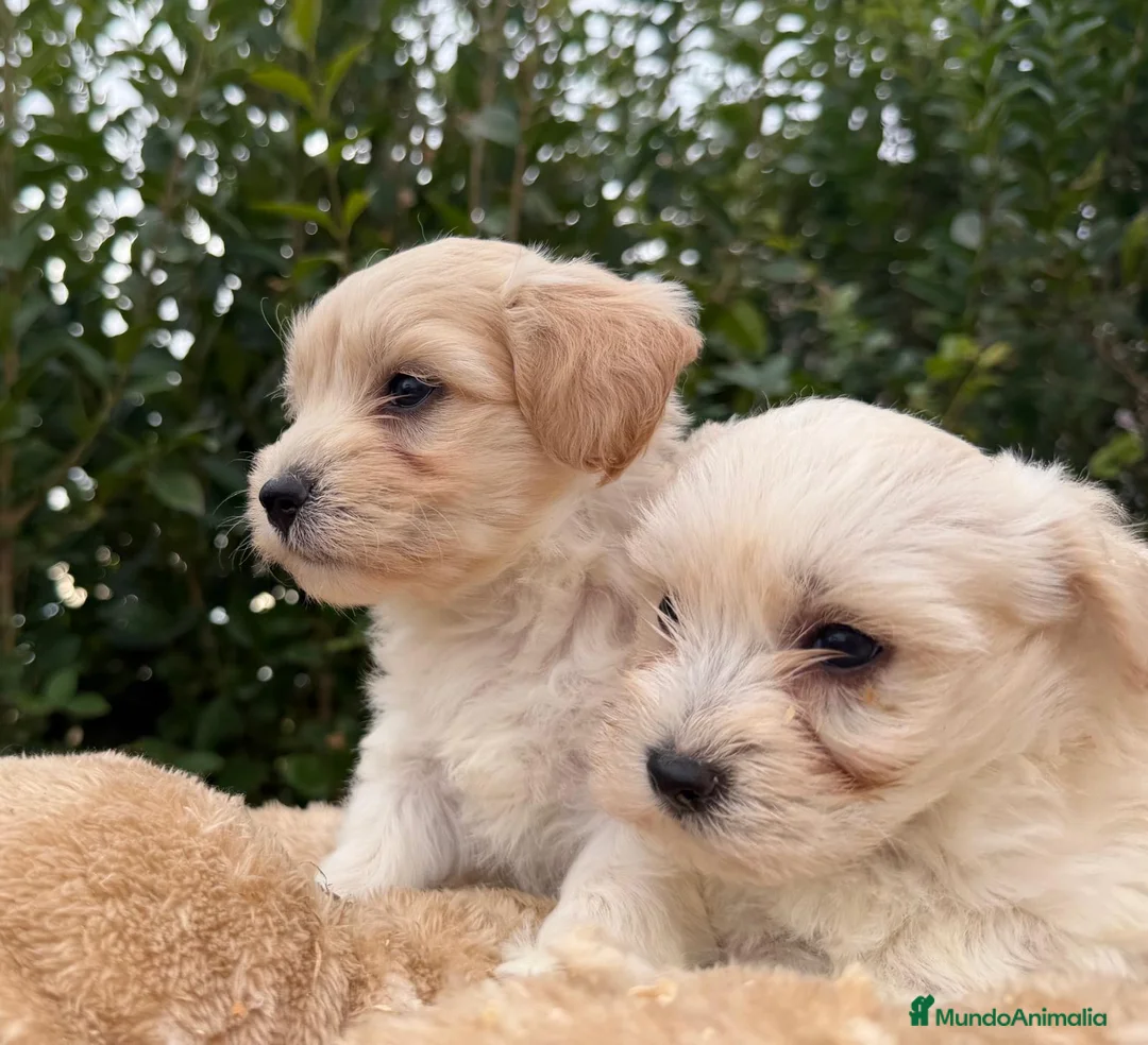 Raza Mixta perros en venta: CACHORRITOS MALTIPOO F1 - Anuncio 4