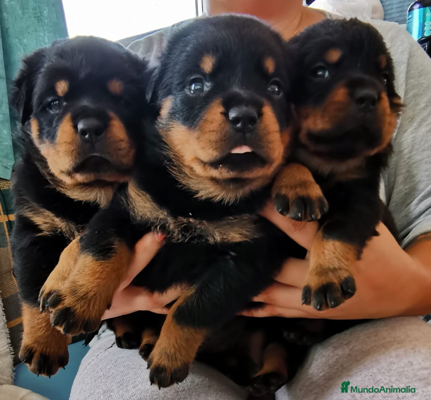 Rottweiler perros Bebés Rottweiler  - Anuncio 20
