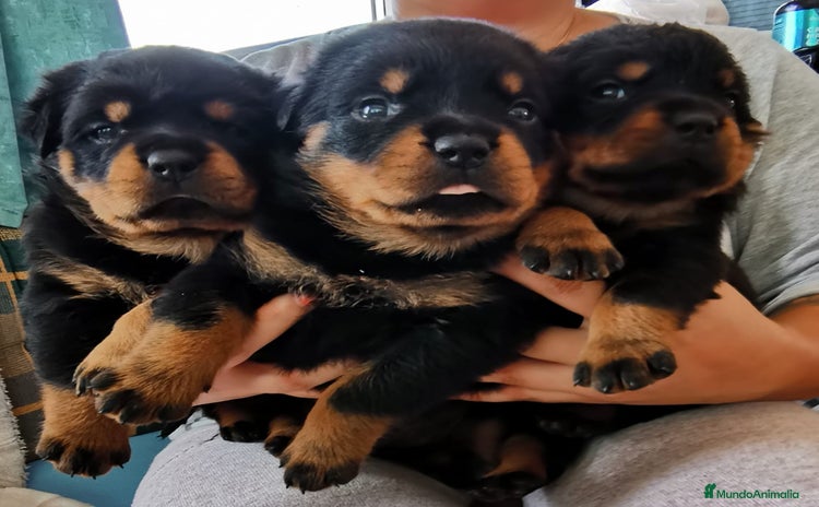 Rottweiler perros - Anuncio 6