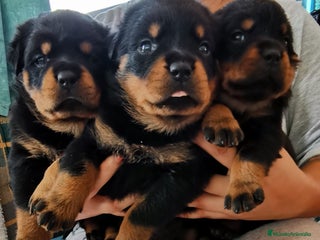 Rottweiler perros - Anuncio 4