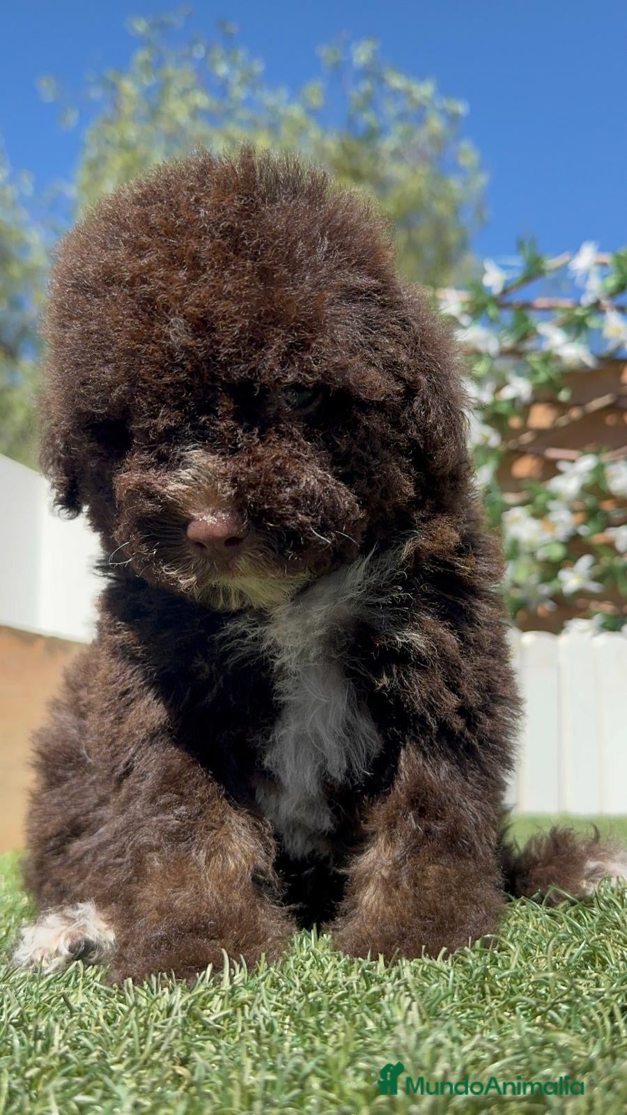 Perro de Agua Español perros en venta: PERRO DE AGUA ESPAÑOL - Anuncio 13