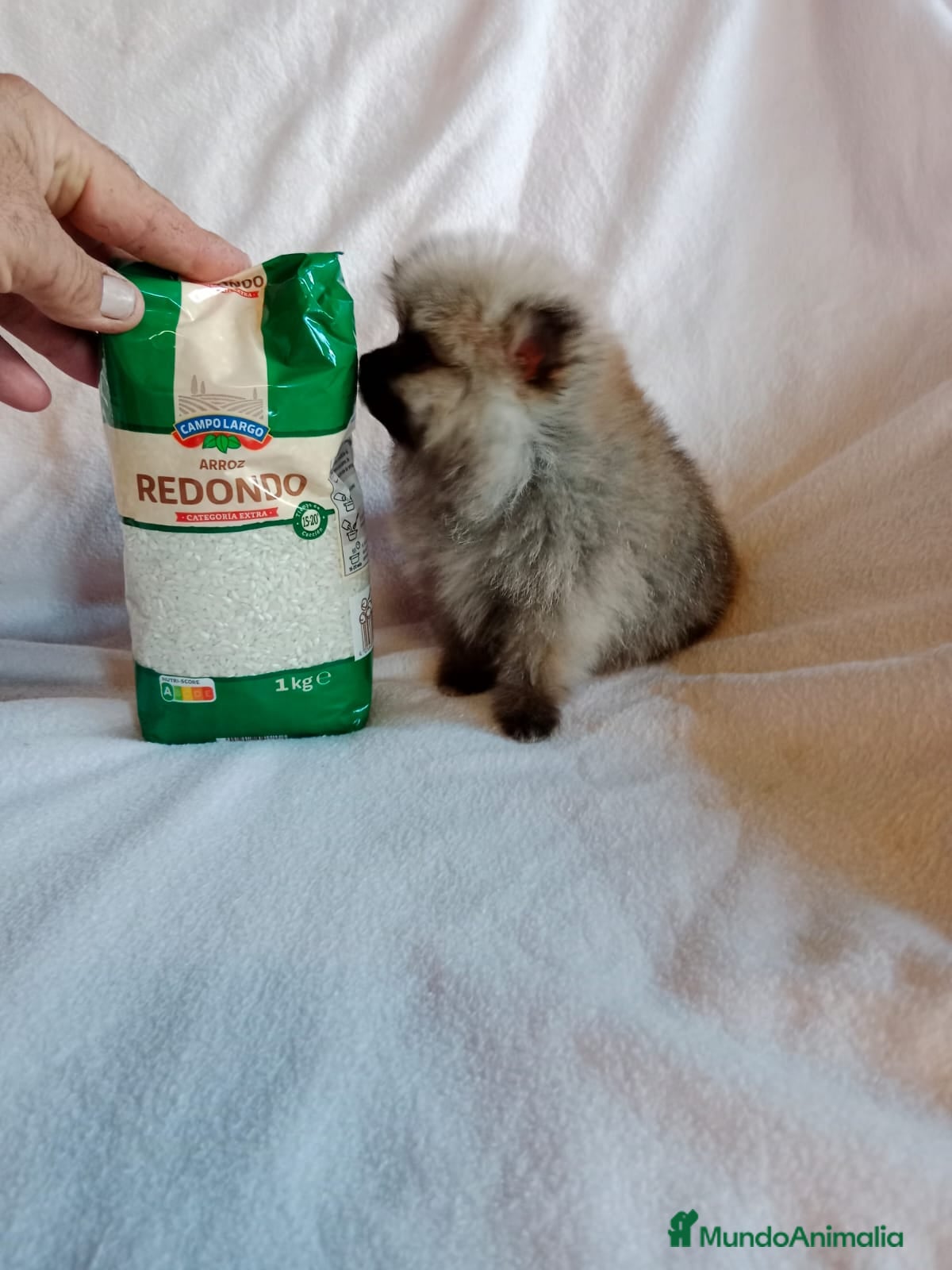 Pomerania perros Pomerania machos y hembras disponibles  en Granada - Anuncio 2