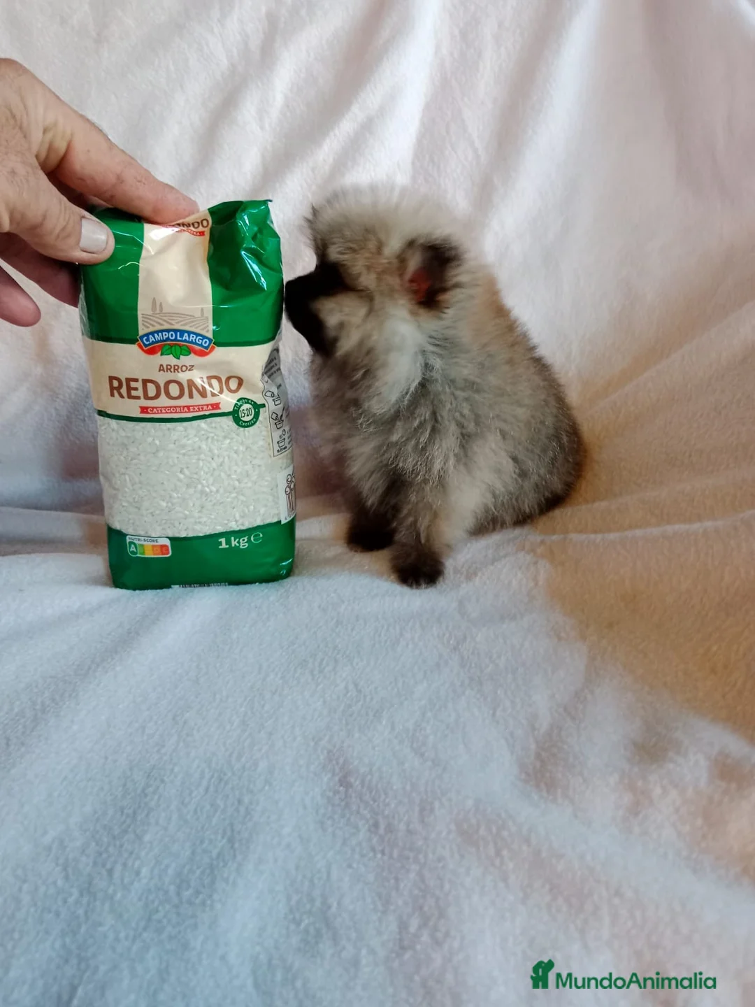 Pomerania perros en venta: Pomerania machos y hembras disponibles  en Granada - Anuncio 2