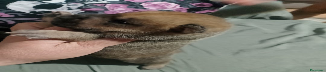 Raza Mixta Cachorro 3