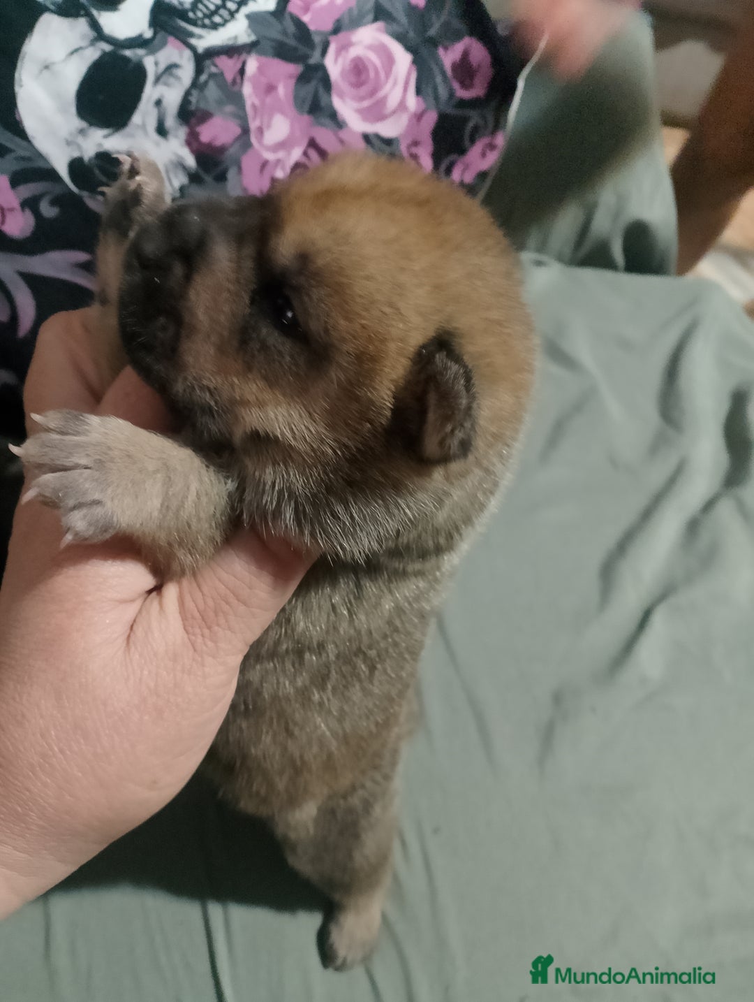 Raza Mixta perros en venta: Cachorros de sharpei con husky Siberiano  - Imagen 3