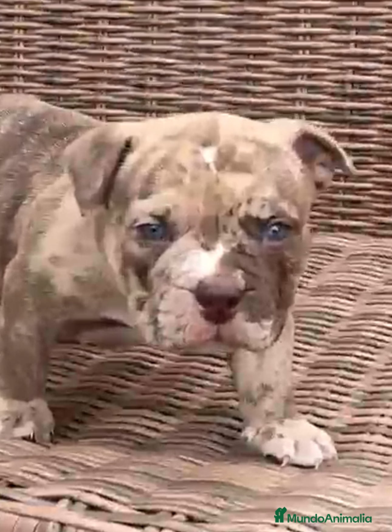 American Bully perros American Bully Merle en Illes Balears - Anuncio 2