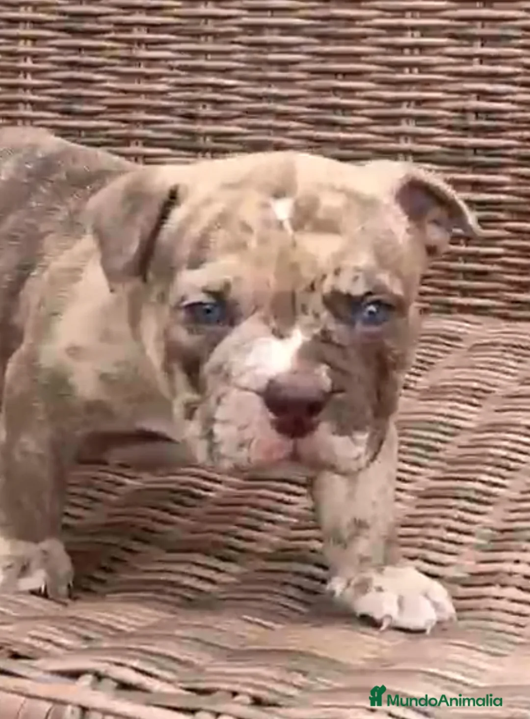 American Bully perros en venta: American Bully Merle en Illes Balears - Anuncio 2