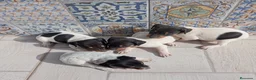 Ratonero Bodeguero Andaluz perros en venta: Bodegueros Jerezanos Alta Calidad Máxima  - Anuncio 4