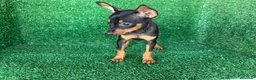Pinscher Miniatura perros en venta: pinsher miniatura - Anuncio 5