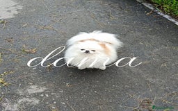 Pomerania perros en venta: Pomerania ositos exóticos 🩵🩵🩵 - Imagen 3