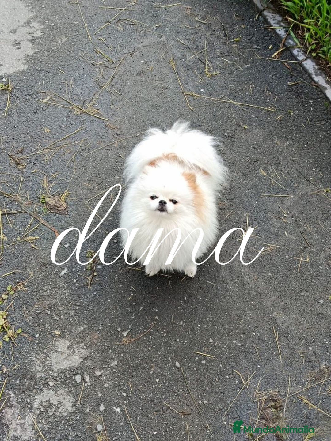 Pomerania perros en venta: Pomerania ositos exóticos 🩵🩵🩵 - Imagen 3