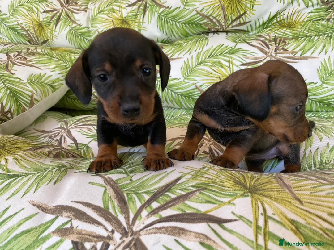 Teckel Miniatura perros en venta: Teckel miniatura. !!  en Ciudad Real - Anuncio 1