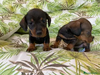 Teckel Miniatura perros Teckel miniatura. !! en Ciudad Real - Anuncio 25