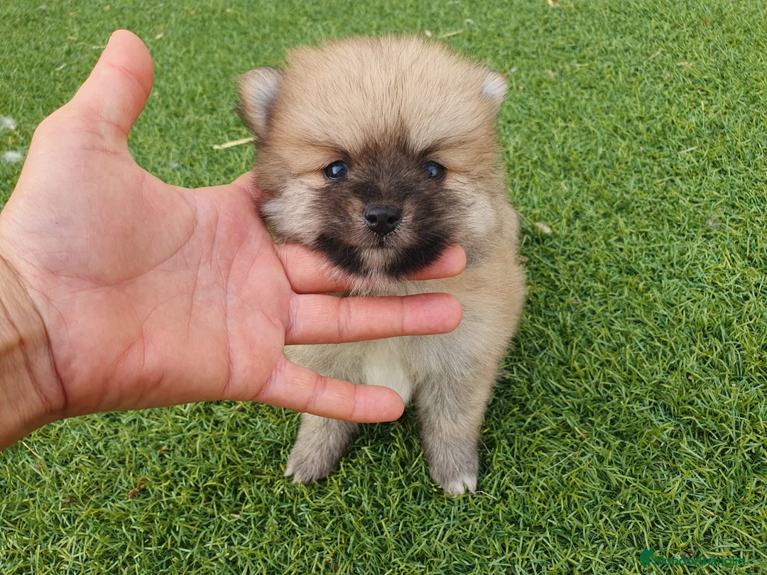Pomerania perros en venta: Pomeranias mini ositas - Anuncio 1