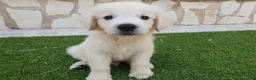 Golden Retriever perros en venta: Golden Retriever Belleza - Anuncio 5
