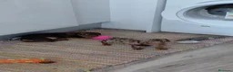Teckel perros en venta: Teckel kanichen - Anuncio 2
