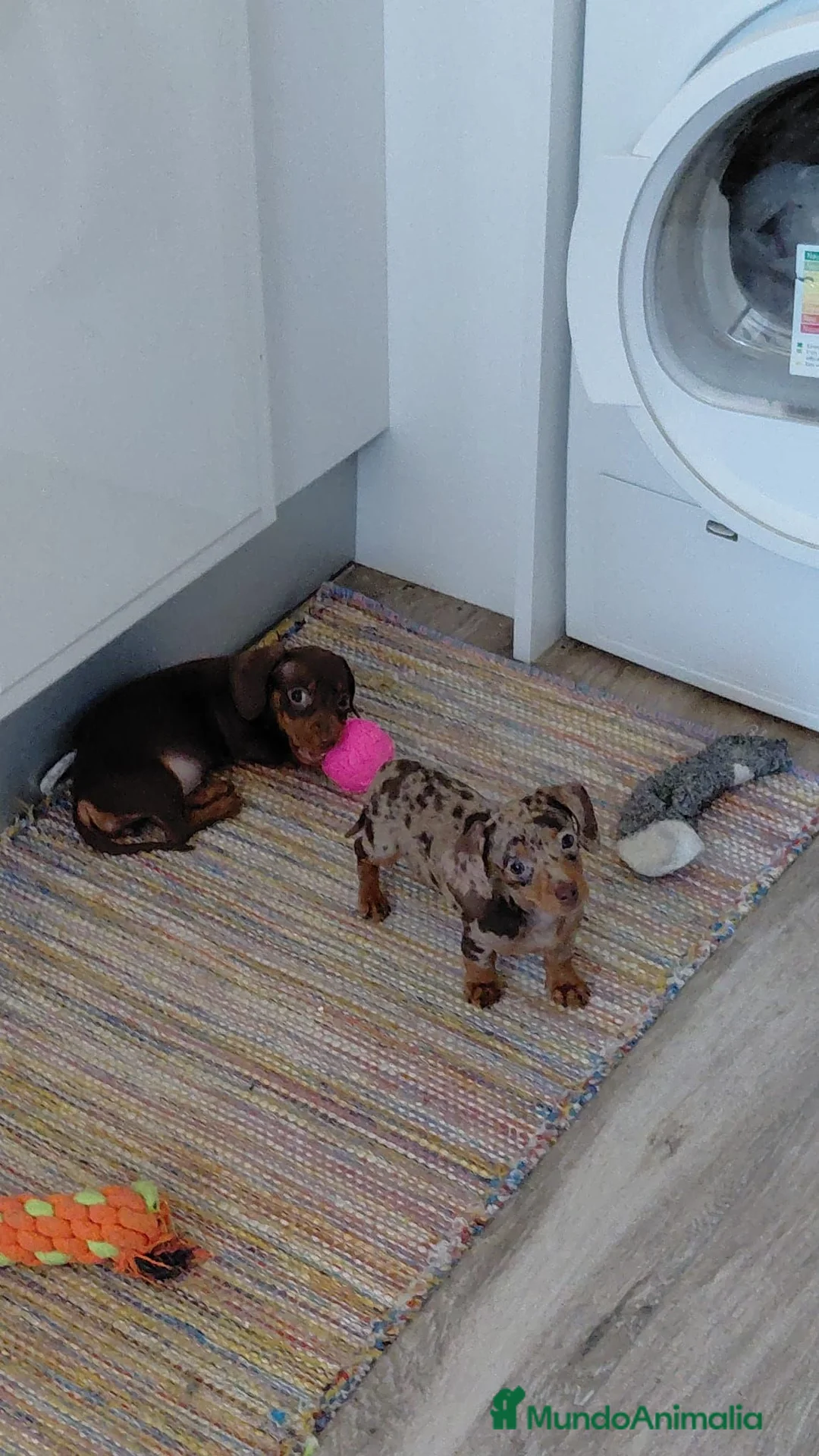 Teckel perros en venta: Teckel kanichen - Anuncio 2