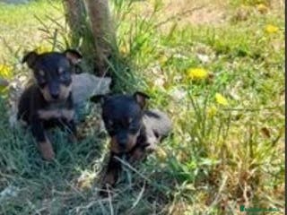 Pinscher Miniatura perros Pincher miniatura en Badajoz - Anuncio 11