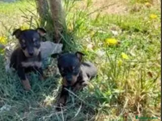 Pinscher Miniatura perros Pincher miniatura en Badajoz - Anuncio 18