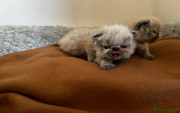 Persa gatos en venta: Persas himalayos - Imagen 2