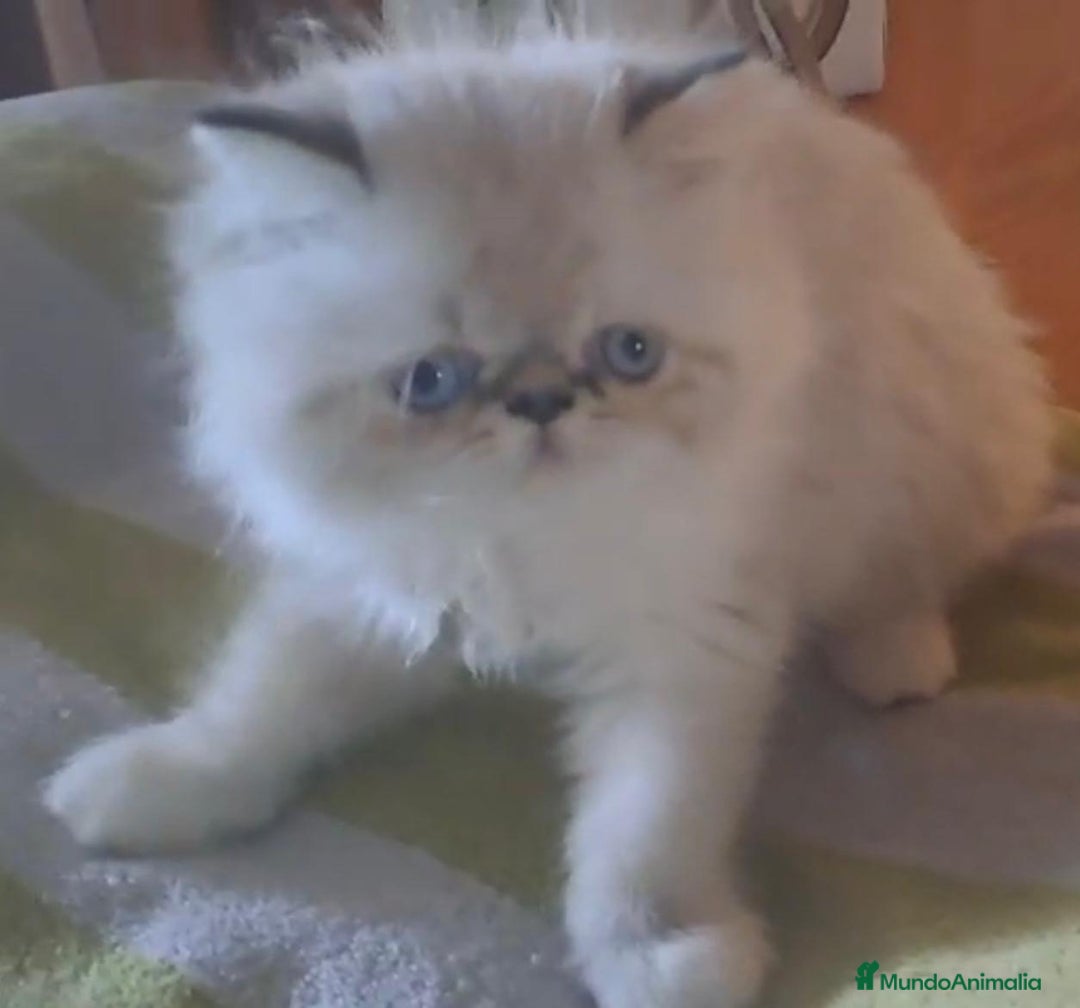 Persa gatos en venta: Persas himalayos - Imagen 3