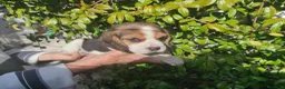 Beagle perros en venta: Cachorritos de Beagle  - Anuncio 2