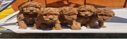 Caniche Toy perros en venta: caniche toy hembras  - Anuncio 2