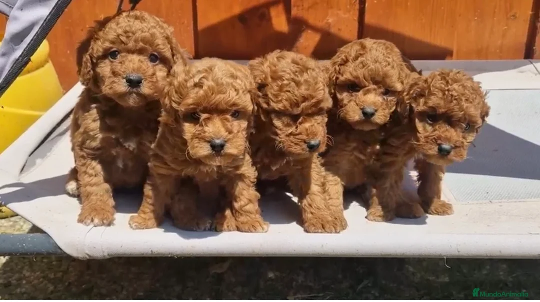 Caniche Toy perros en venta: caniche toy hembras  - Anuncio 2