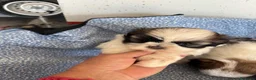 Shih Tzu perros en venta: CACHORRITOS DE SHIH TZU - Anuncio 5