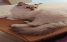 Siberiano gatos en venta: Siberianos  - Imagen 2