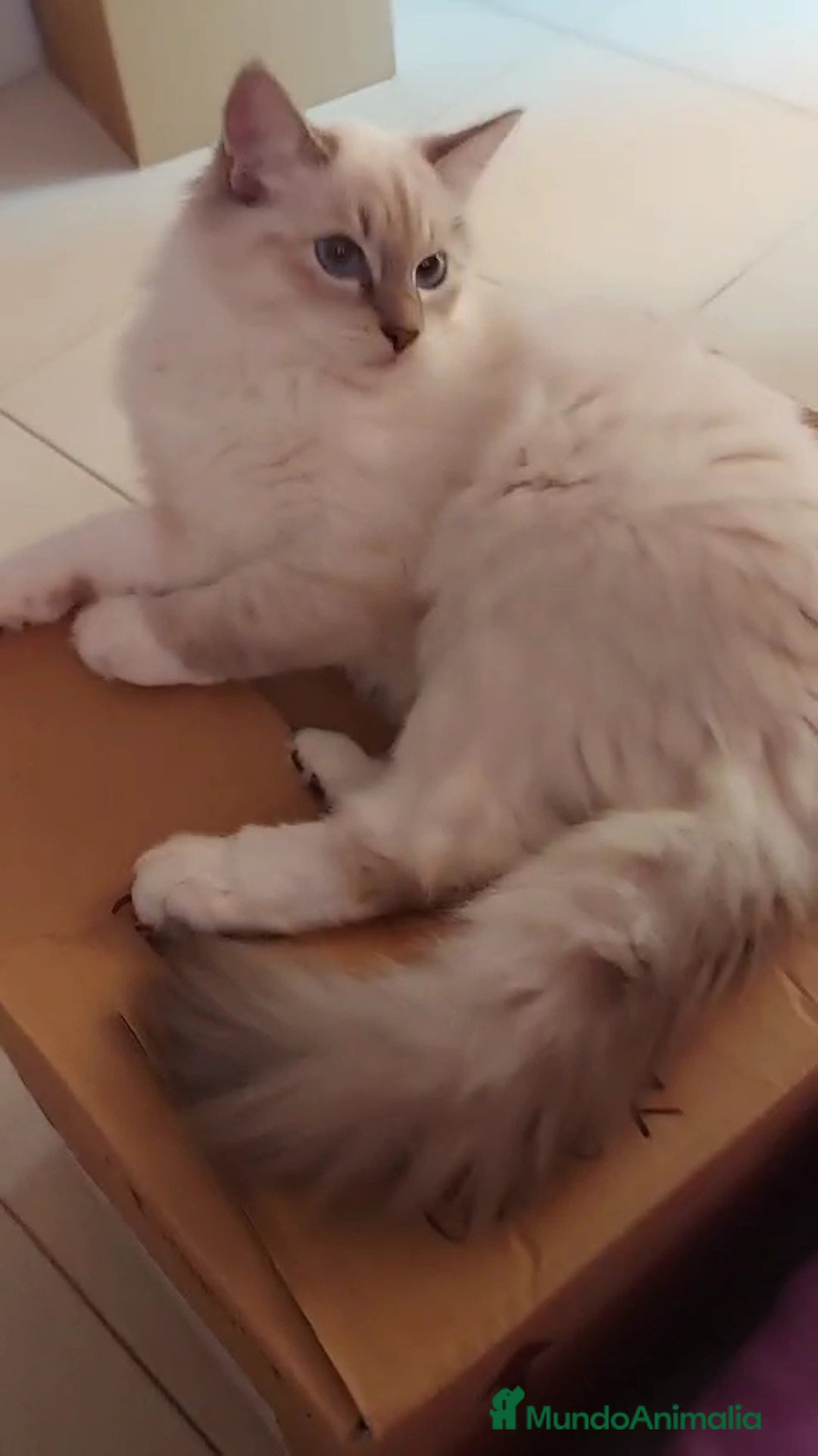 Siberiano gatos en venta: Siberianos  - Imagen 2