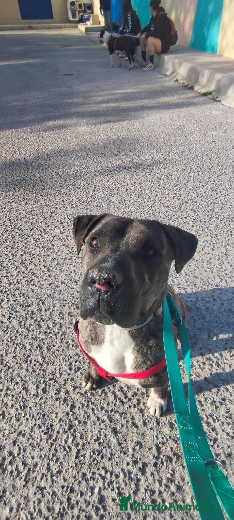 American Staffordshire-Terrier perros IZAN ❤️ en Adopción  - Anuncio 1