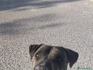 American Staffordshire-Terrier perros IZAN ❤️ en Adopción - Anuncio 1