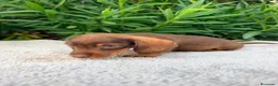 Teckel Miniatura perros en venta: TECKEL MINIATURA CHOCOLATE  - Anuncio 3