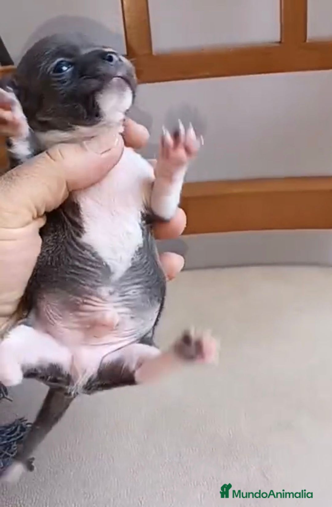 Chihuahua perros en venta: Chihuahua Mini toy blue - Anuncio 11