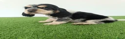 Cocker Spaniel Inglés perros en venta: Cocker spaniel inglés  - Anuncio 5