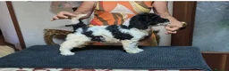 Caniche Gigante perros en venta: Caniche gigante  - Anuncio 3