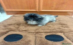 Shih Tzu perros en venta: Shih tzu macho  - Imagen 7