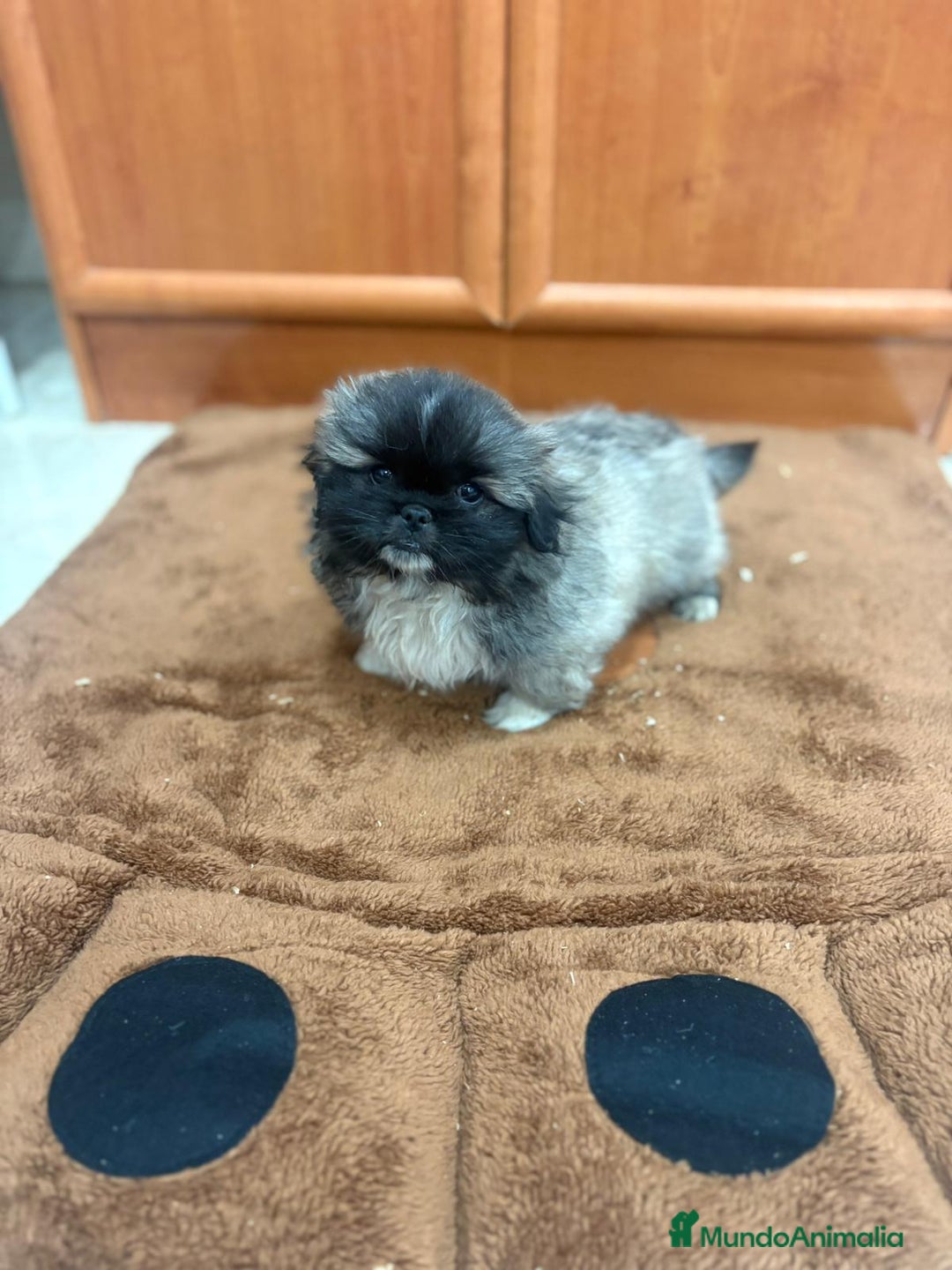 Shih Tzu perros en venta: Shih tzu macho  - Imagen 7