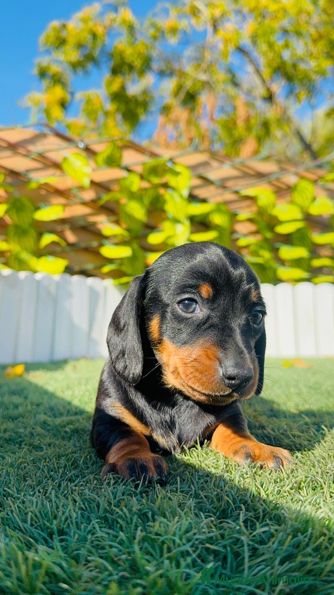 Teckel Miniatura perros en venta: TECKEL MINIATURA - Anuncio 21