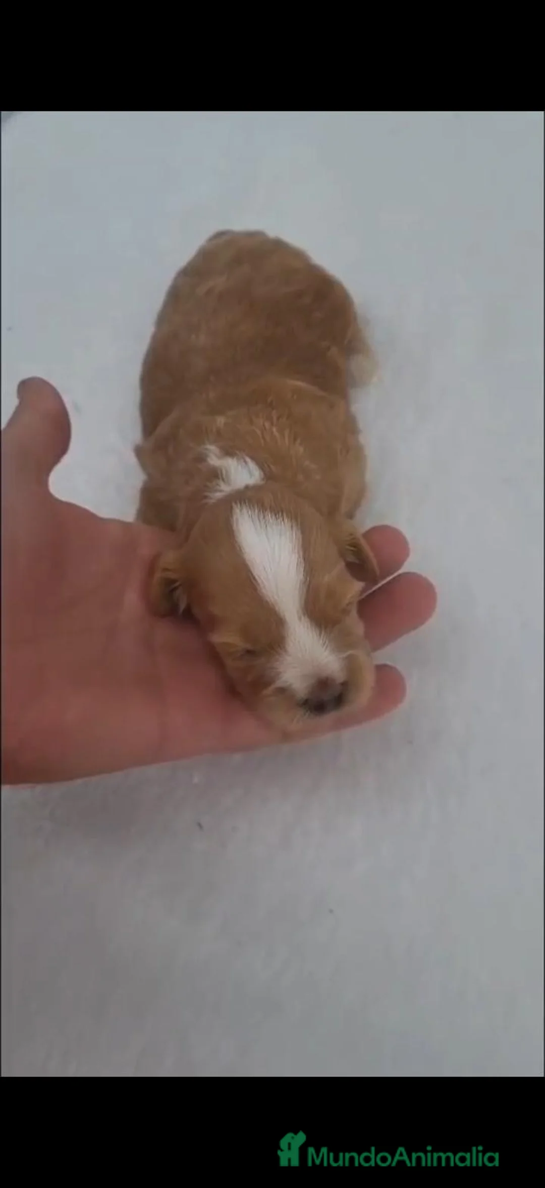 Maltipoo perros en venta: Maltipoo  - Anuncio 1