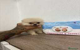 Pomerania perros en venta: Pomerania hembra  - Imagen 5
