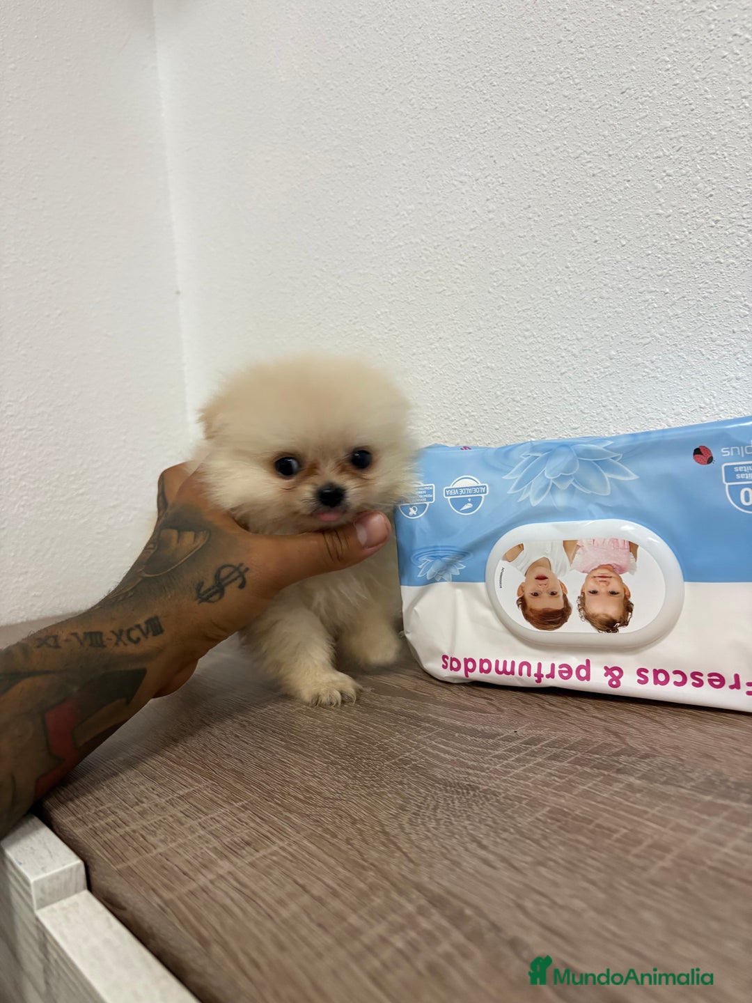 Pomerania perros en venta: Pomerania hembra  - Imagen 5